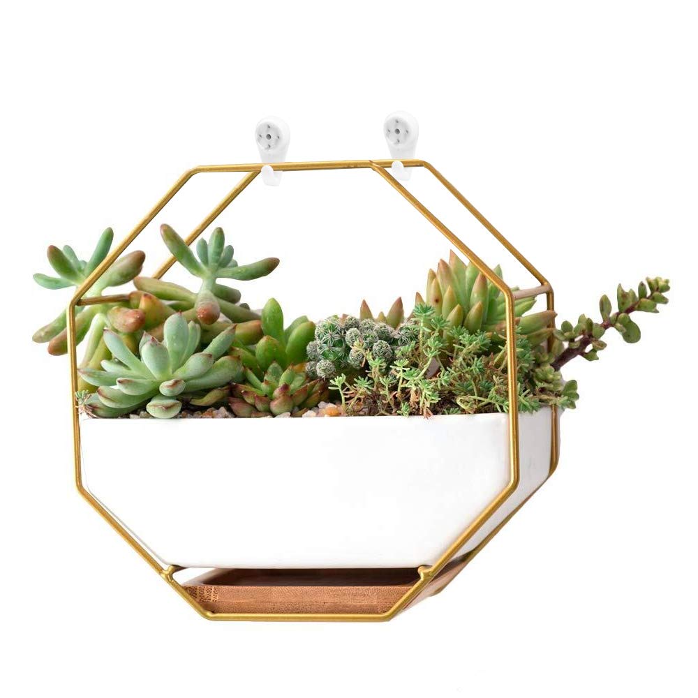 lemon lime jade plant Crassula ovata 'Lemon and Lime' Variegated Jade 4 Inch