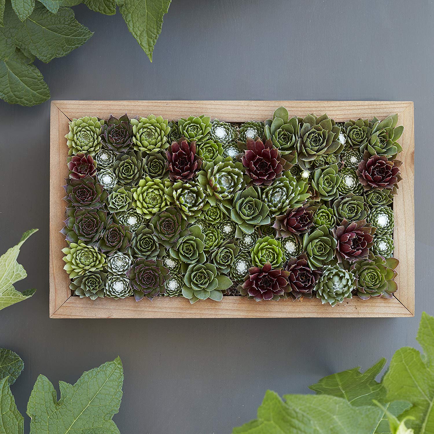 succulent wall decorations Succulent Wall Planter Kit