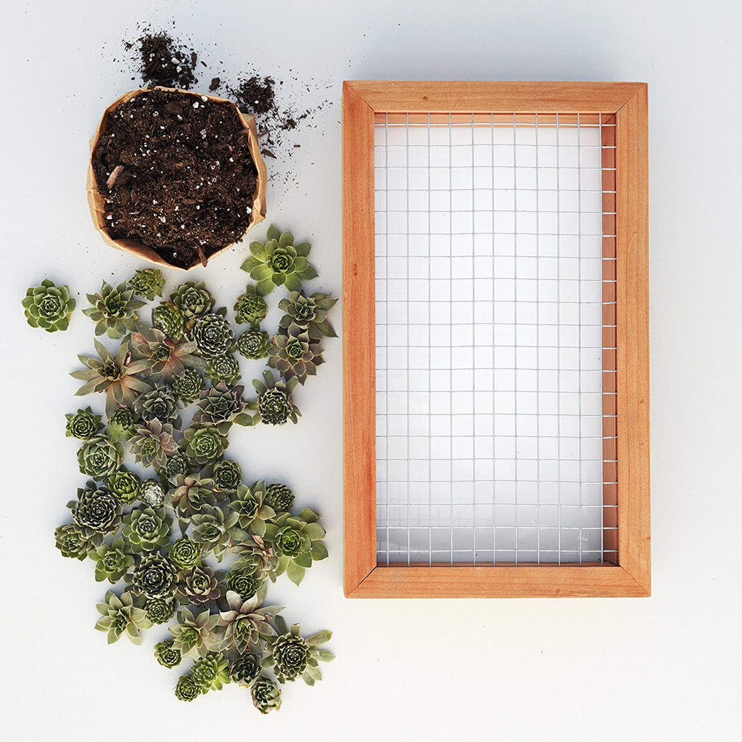 succulent wall planter amazon Succulent Wall Planter Kit – Forever Anniversary