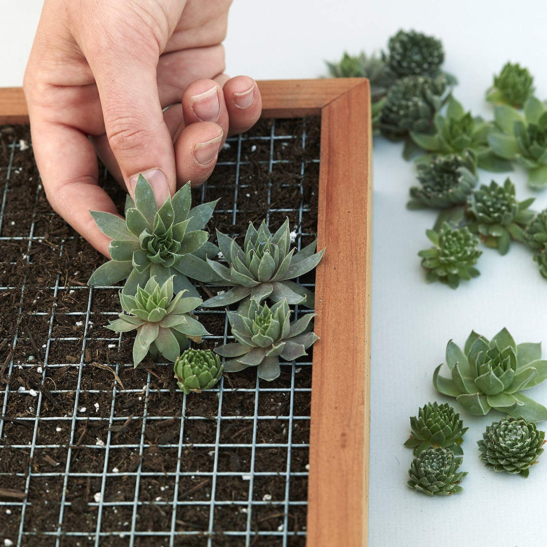 indoor wall planters for succulents Succulent Wall Planter Kit – Forever Anniversary