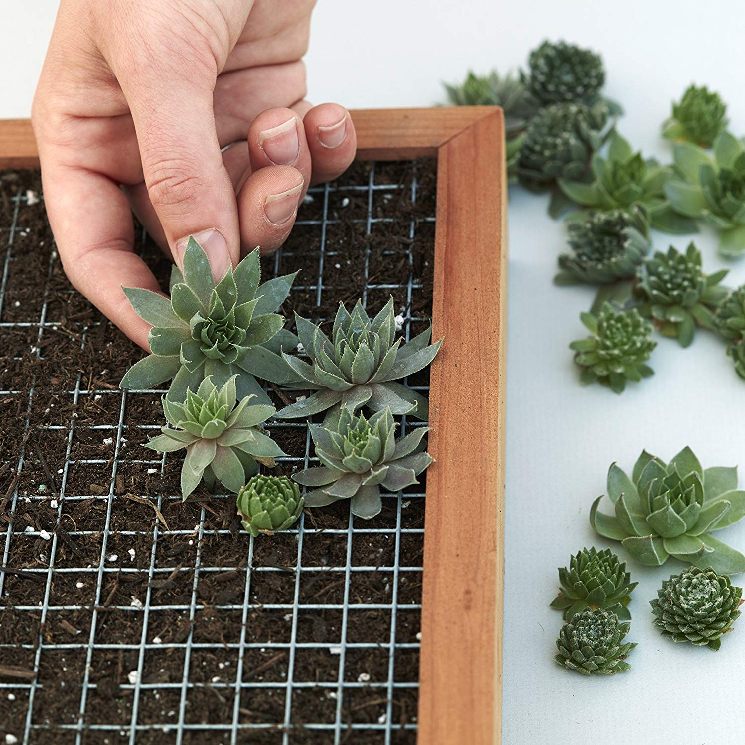 Succulent Wall Planter Kit