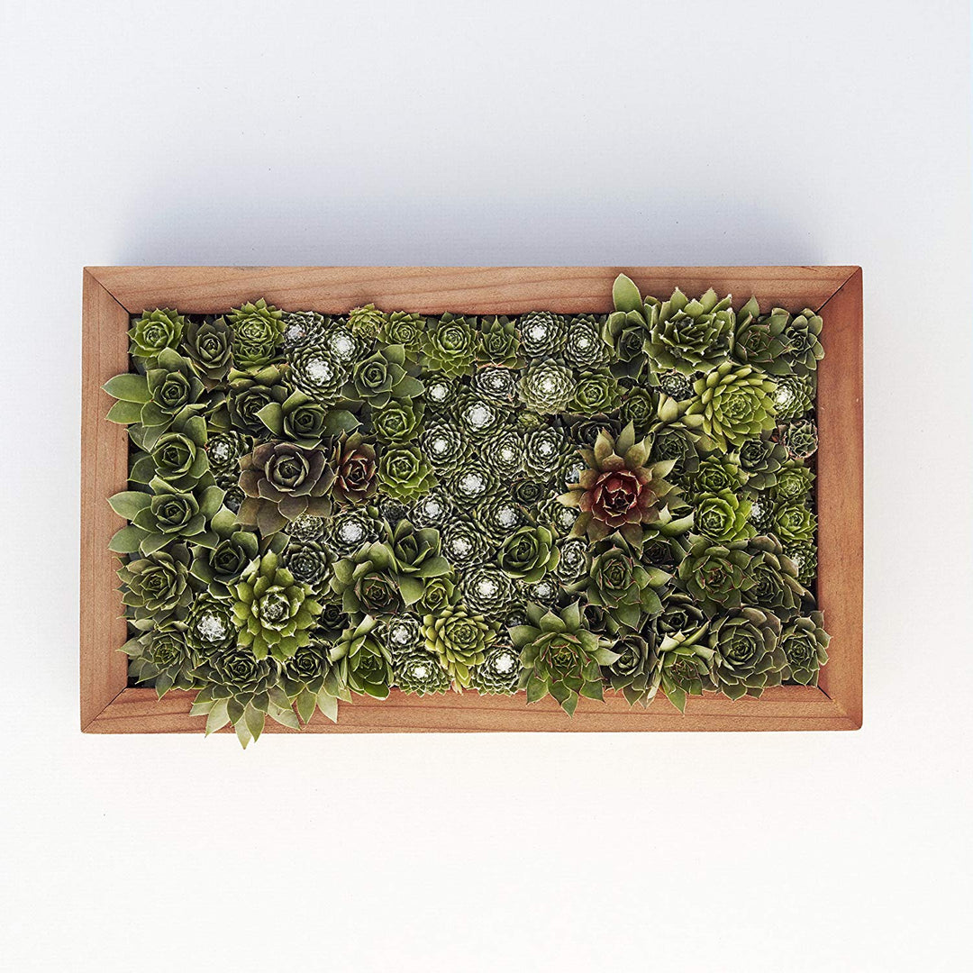 modern succulent wall planter Succulent Wall Planter Kit – Forever Anniversary